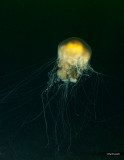 Jellyfish