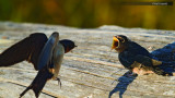 Barn Swallow Fledgling and Parent