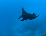 Manta Ray