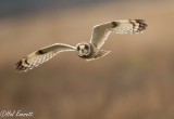 Short Eared Owl