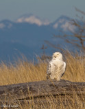 Snowy Owl and Olympic Mountains
