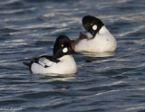 Common Goldeneyes