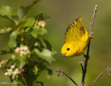 Yellow Warbler