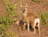 Mule Deer Fawn and Doe