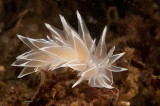 White Lined Dirona Nudibranch (Sea Slug)