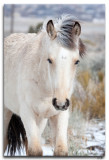 Buckskin yearling filly