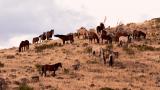 Wild mustangs11-16-05