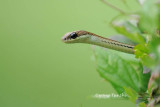 <i> (Dendrelaphis caudolineatus)</i><br />   Striped Bronzeback Tree Snake