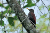 <i>(Blythipicus rubiginosus)</i><br /> Maroon Woodpecker ♀