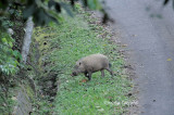 (Sus barbatus) Bearded Pig