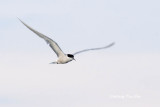<i>(Sterna hirundo)</i><br /> Common Tern