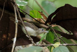 <i>(Malacopteron cinereum)</i><br /> Scaly-crowned Babbler
