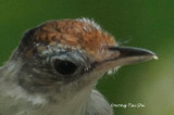 <i>(Malacopteron cinereum)</i><br /> Scaly-crowned Babbler