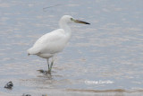 <i>(Egretta eulophotes)</i><br /> Chinese Egret