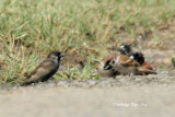 <i>(Passer montanus )</i><br /> Eurasian Tree Sparrow