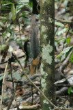 (Sundasciurus hippurus) Horse-tailed Squirrel