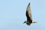 <i>(Chlidonias leucopterus)</i><br /> White-winged Tern