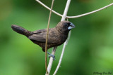 <i>(Lonchura  fuscan)</i><br /> *Dusky Munia