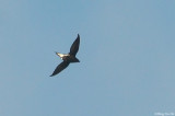 <i>(Hirundapus giganteus giganteus)</i> Brown-backed Needletail