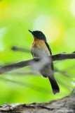 <i>(Cyornis rufigastra)</i><br /> Mangrove Jungle-flycatcher  ♂