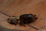 Gryllotalpa sp.  Mole Cricket