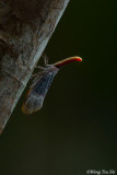 (Fulgoridae, Pyrops sultanus)  Lantern Bug