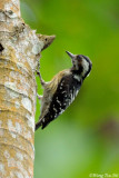 <i>(Picoides canicapillus)</i><br />Grey-capped Pygmy-woodpecker