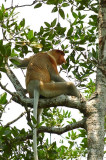 (Nasalis larvatus)Probosis Monkey