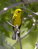 Prairie WarblerBK8G110422.jpg