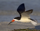 Black Skimmer2193.jpg