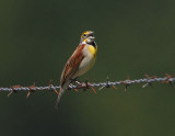 Dickcissel3723.jpg