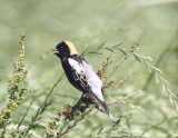 Bobolink3832.jpg