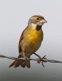 Dickcissel3954.jpg