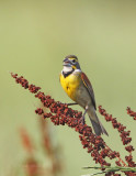 Dickcissel4018.jpg