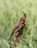 Dickcissel_f3945.jpg