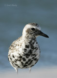 Black-bellied Plover-6.jpg