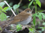 Veery4071.jpg