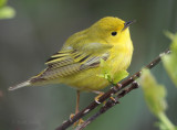 Yellow Warbler4185.jpg