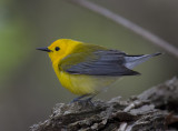 Prothonotary Warbler4268.jpg
