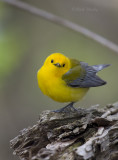 Prothonotary Warbler4269.jpg