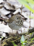 Gray-cheeked Thrush4305.jpg
