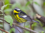Magnolia Warbler4349.jpg