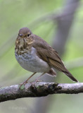 Swainsons Thrush4433.jpg
