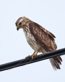 Broad-winged Hawk-juv.jpg