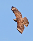 Short-tailed Hawk-5.jpg