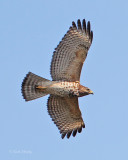 Short-tailed Hawk-2.jpg