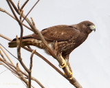 Short-tailed hawk-10.jpg