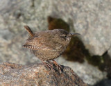 Pacific Winter Wren.jpg