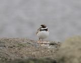 Semi-palmated Plover-2.jpg
