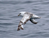 Northern Fulmar.jpg